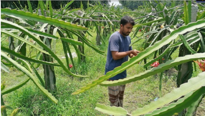 প্রবাস থেকে দেশে ফিরেই ড্রাগন চাষে সাফল্য